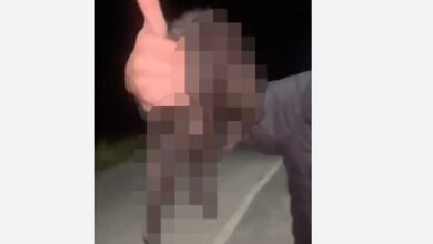 Dusan Jancic Katze Misshandelt Zürich- Männer Stampfen Auf büsi Herum Video